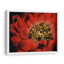 Peonía Roja I - Christine Zalewski | Cuadro decorativo de Canvas Lab