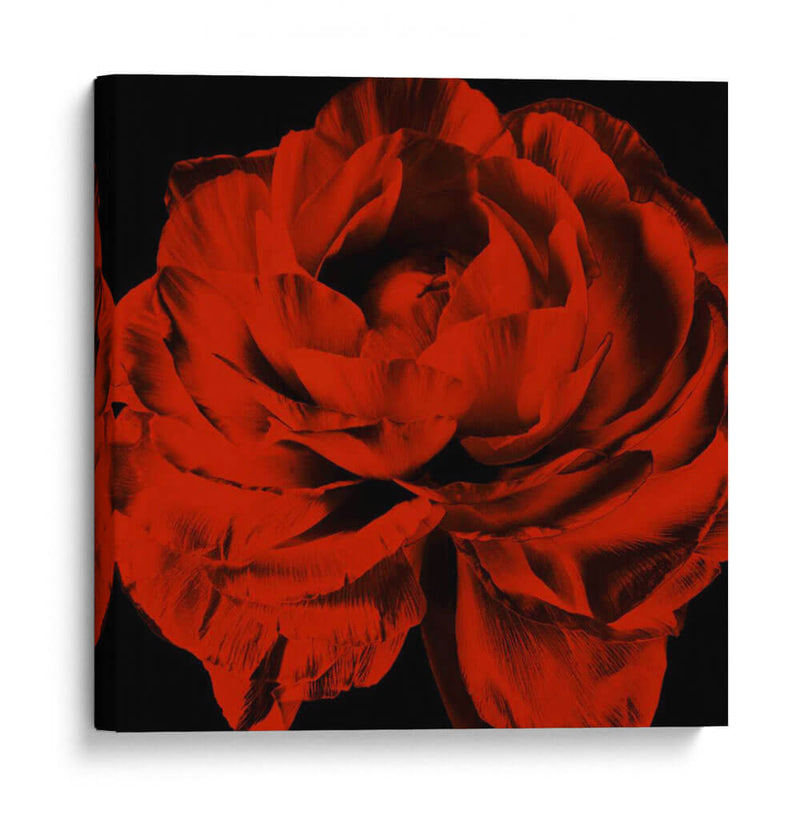 Ranunculus Rojo - Christine Zalewski | Cuadro decorativo de Canvas Lab