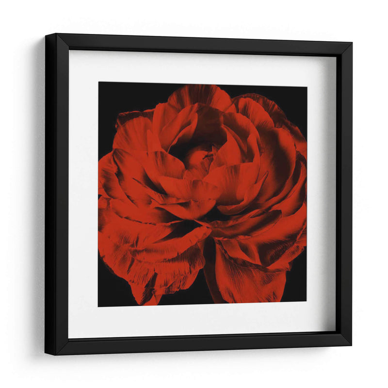 Ranunculus Rojo - Christine Zalewski | Cuadro decorativo de Canvas Lab