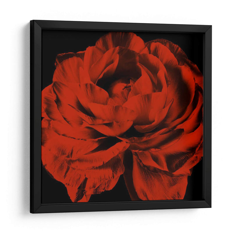 Ranunculus Rojo - Christine Zalewski | Cuadro decorativo de Canvas Lab