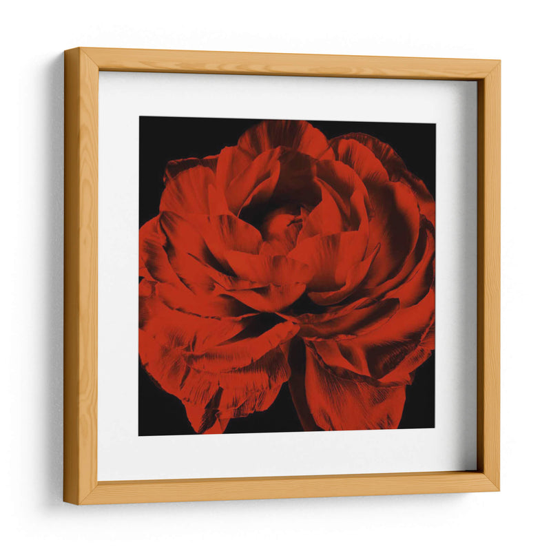 Ranunculus Rojo - Christine Zalewski | Cuadro decorativo de Canvas Lab