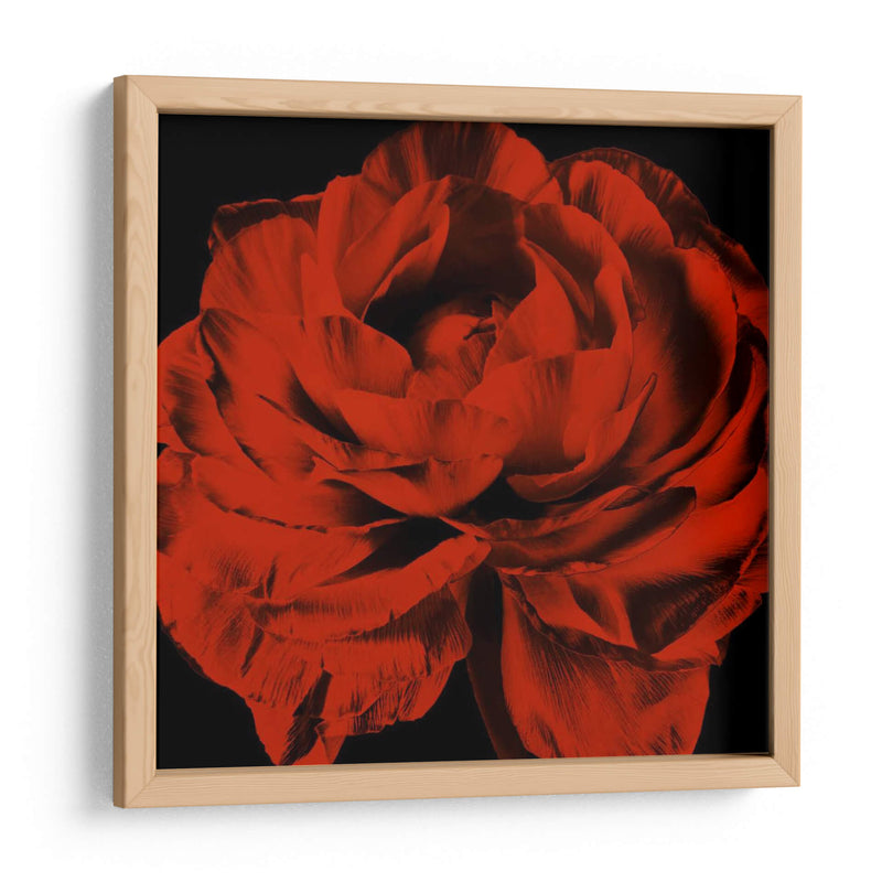 Ranunculus Rojo - Christine Zalewski | Cuadro decorativo de Canvas Lab