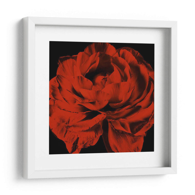 Ranunculus Rojo - Christine Zalewski | Cuadro decorativo de Canvas Lab