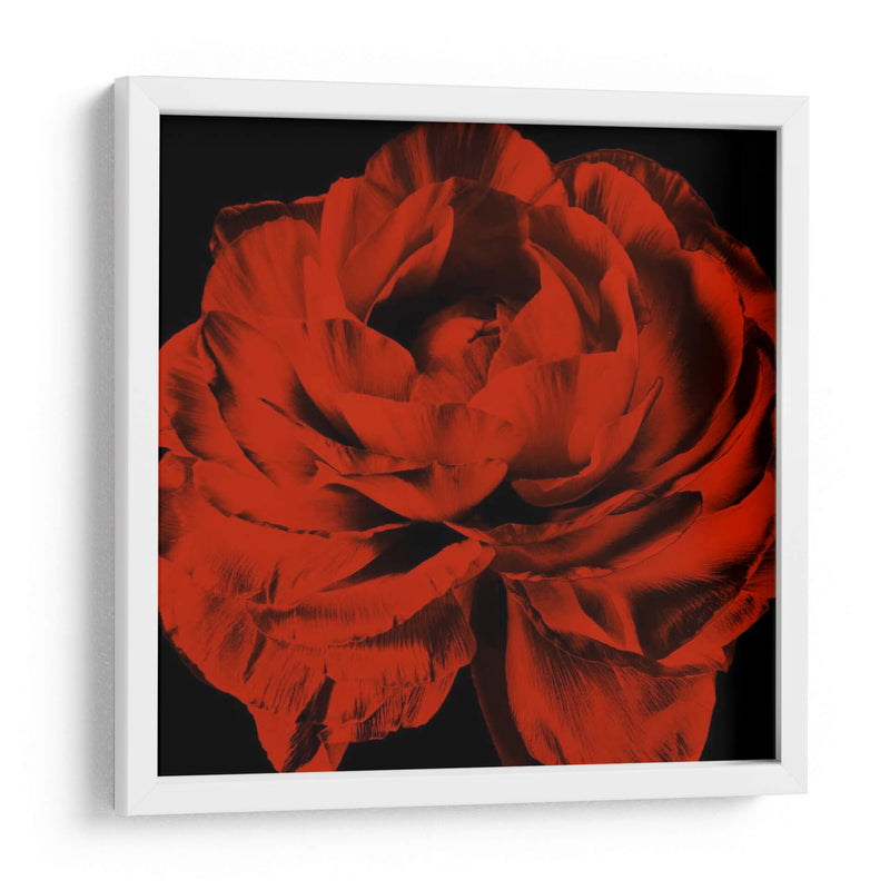 Ranunculus Rojo - Christine Zalewski | Cuadro decorativo de Canvas Lab