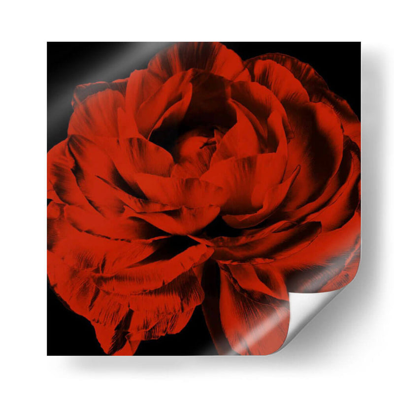 Ranunculus Rojo - Christine Zalewski | Cuadro decorativo de Canvas Lab