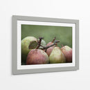 Comice Peras Ii - Rachel Perry | Cuadro decorativo de Canvas Lab
