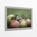 Comice Peras Ii - Rachel Perry | Cuadro decorativo de Canvas Lab