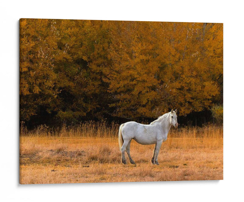 Caballo Blanco - Colby Chester | Cuadro decorativo de Canvas Lab