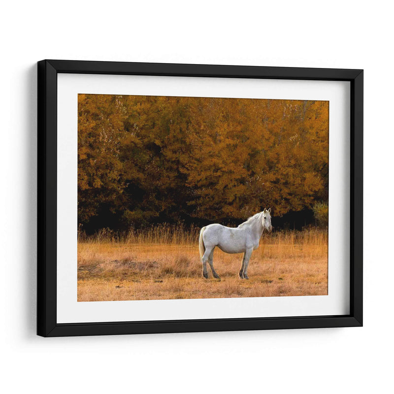 Caballo Blanco - Colby Chester | Cuadro decorativo de Canvas Lab