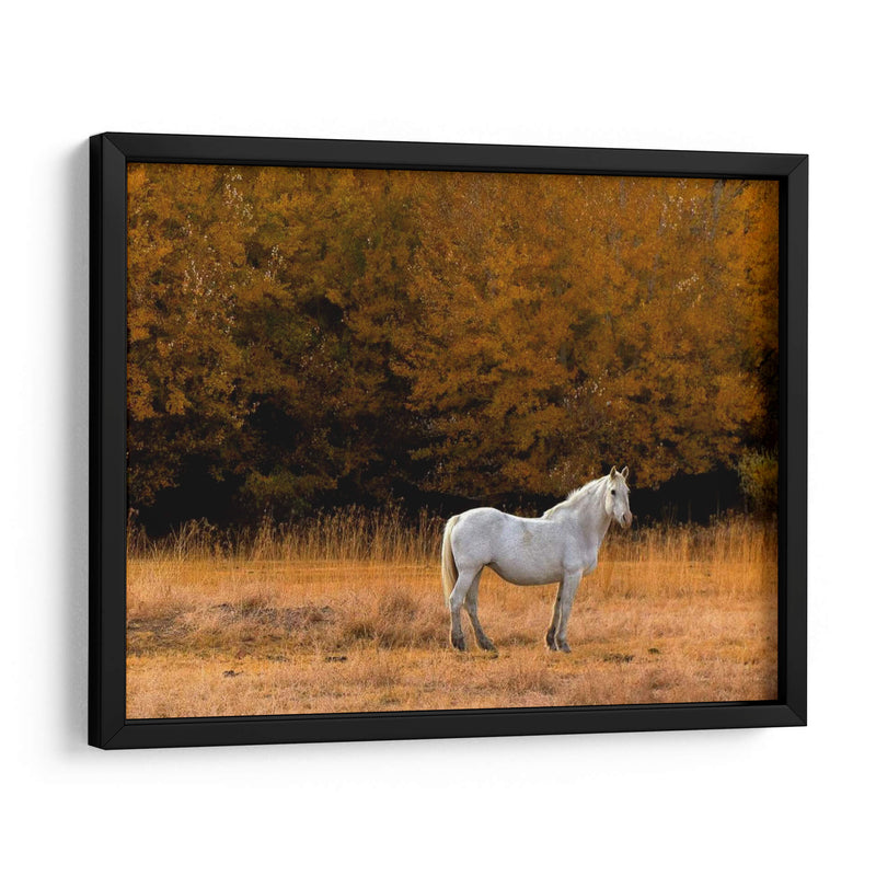 Caballo Blanco - Colby Chester | Cuadro decorativo de Canvas Lab