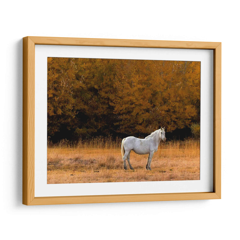 Caballo Blanco - Colby Chester | Cuadro decorativo de Canvas Lab