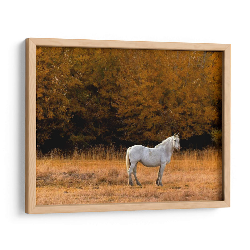 Caballo Blanco - Colby Chester | Cuadro decorativo de Canvas Lab