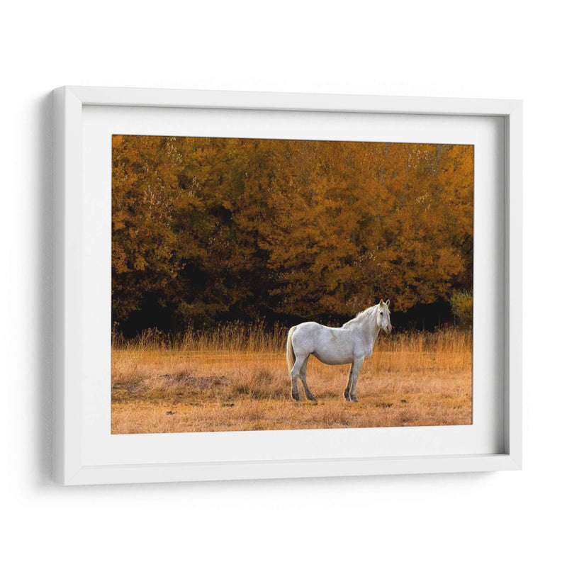 Caballo Blanco - Colby Chester | Cuadro decorativo de Canvas Lab