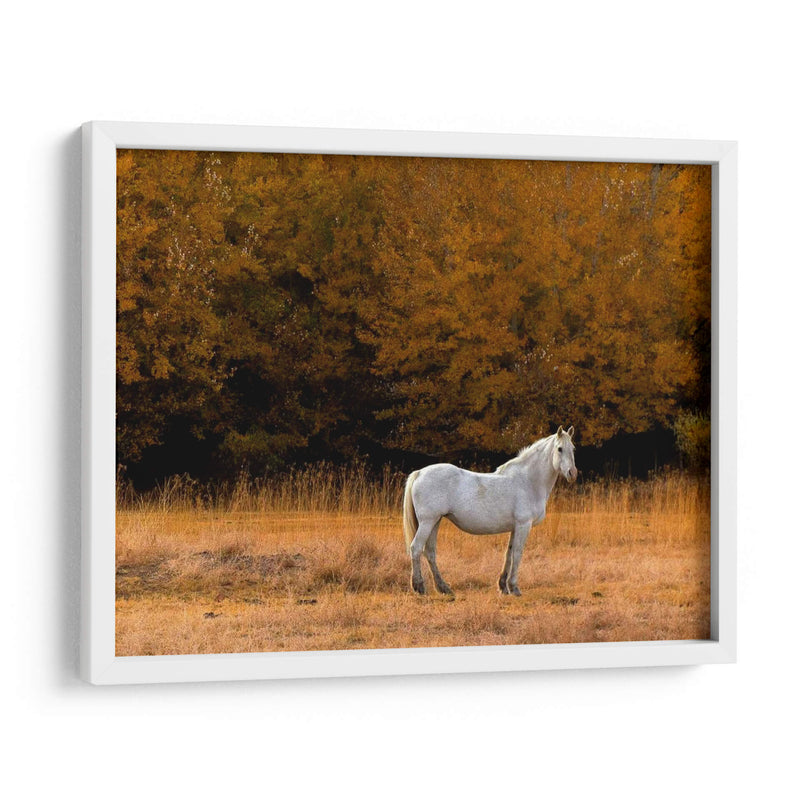 Caballo Blanco - Colby Chester | Cuadro decorativo de Canvas Lab