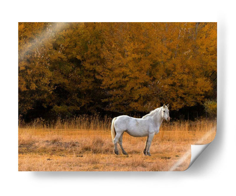 Caballo Blanco - Colby Chester | Cuadro decorativo de Canvas Lab