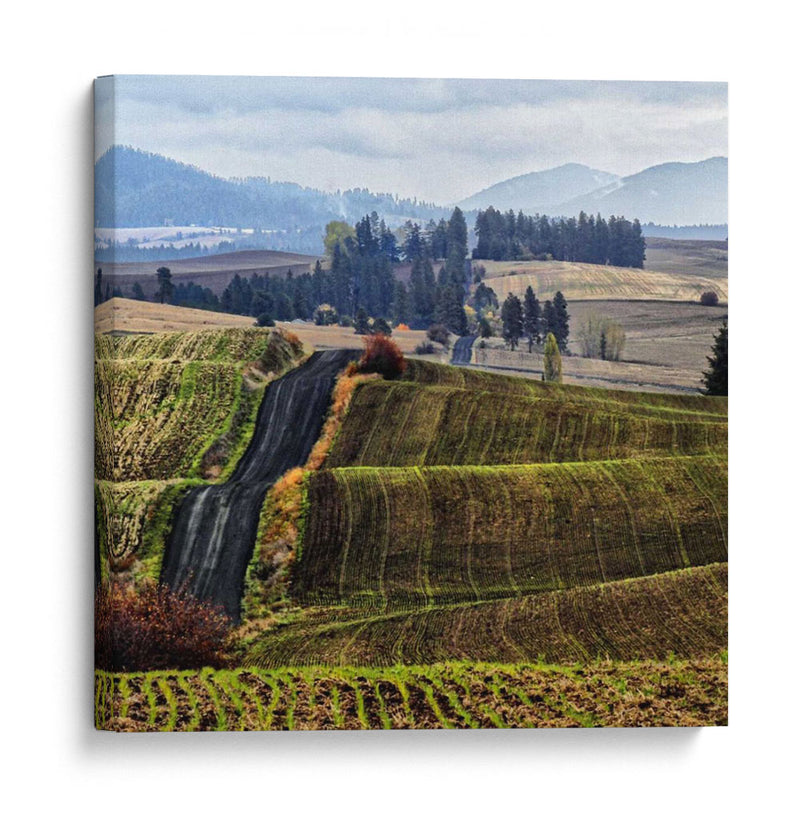 Palouse Hills - Colby Chester | Cuadro decorativo de Canvas Lab