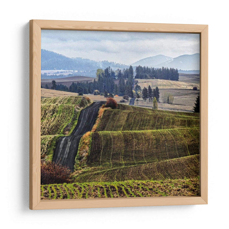 Palouse Hills - Colby Chester | Cuadro decorativo de Canvas Lab