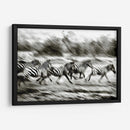 Estampado De Cebra - Colby Chester | Cuadro decorativo de Canvas Lab