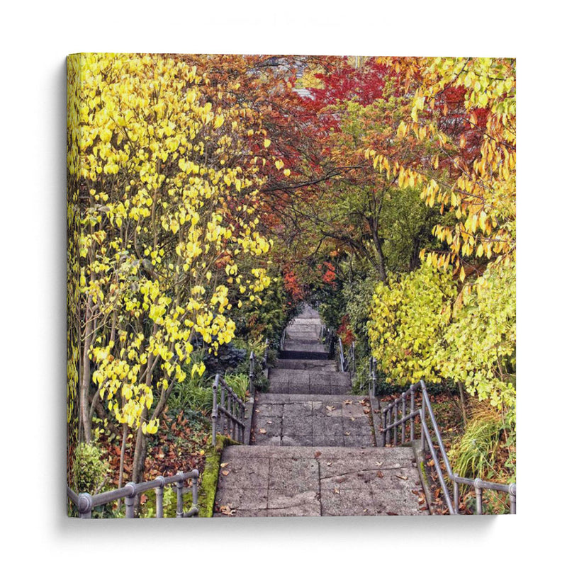 Tunel De Otoño - Colby Chester | Cuadro decorativo de Canvas Lab