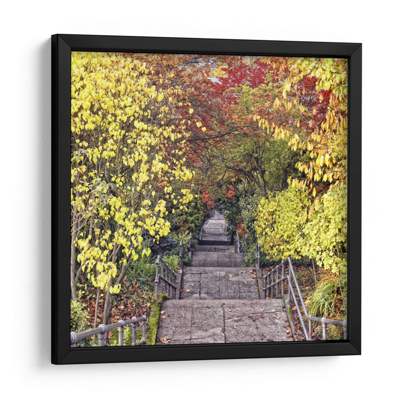 Tunel De Otoño - Colby Chester | Cuadro decorativo de Canvas Lab