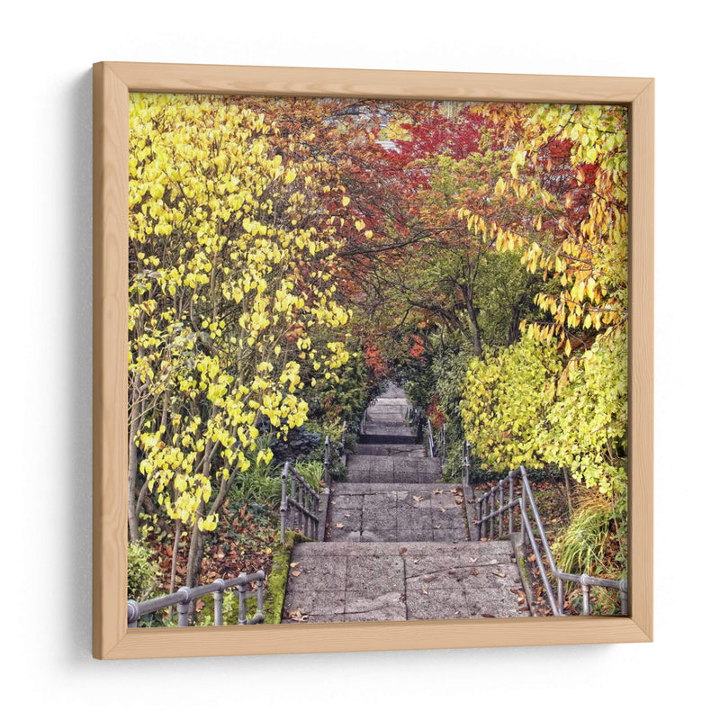 Tunel De Otoño - Colby Chester | Cuadro decorativo de Canvas Lab