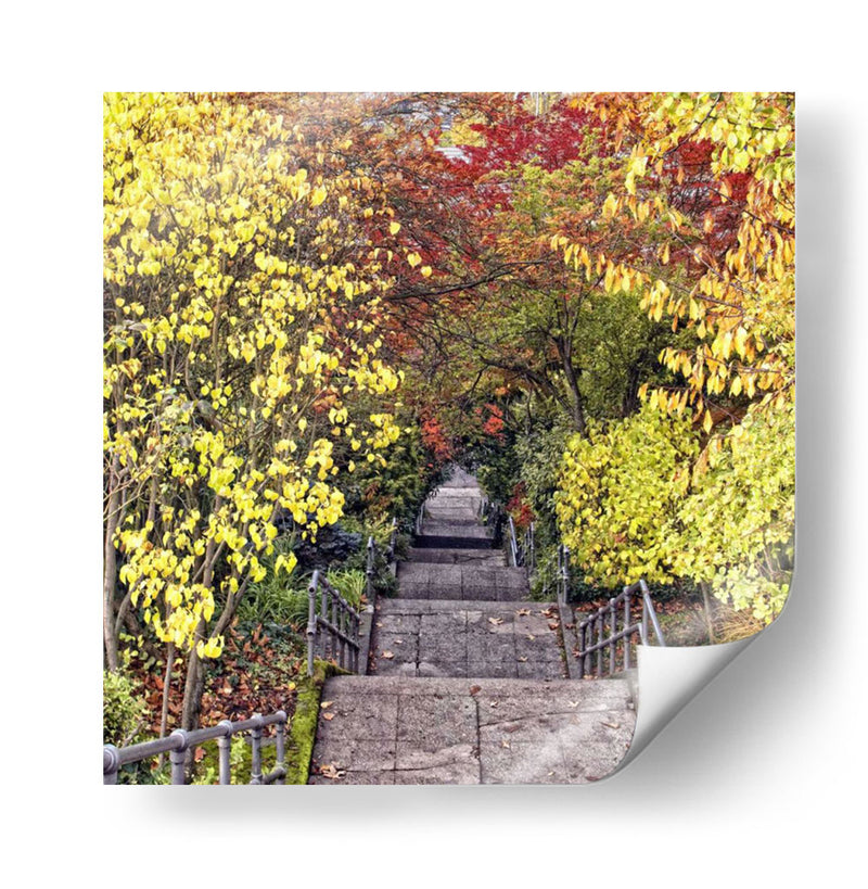 Tunel De Otoño - Colby Chester | Cuadro decorativo de Canvas Lab