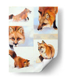 Vulpes V - Julie T. Chapman | Cuadro decorativo de Canvas Lab