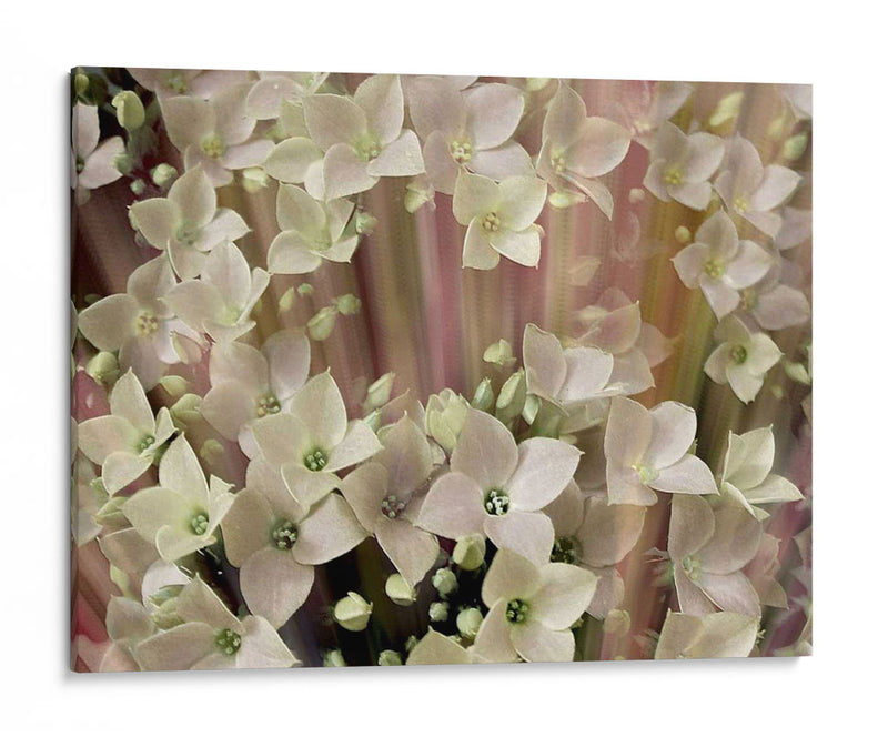 Floral Suave I - Danielle Harrington | Cuadro decorativo de Canvas Lab