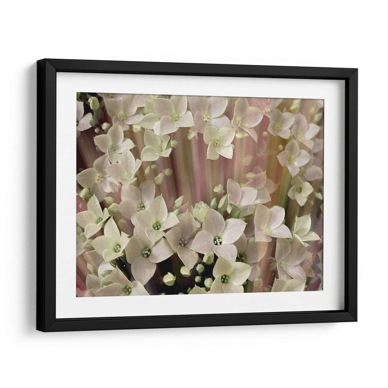 Floral Suave I - Danielle Harrington | Cuadro decorativo de Canvas Lab