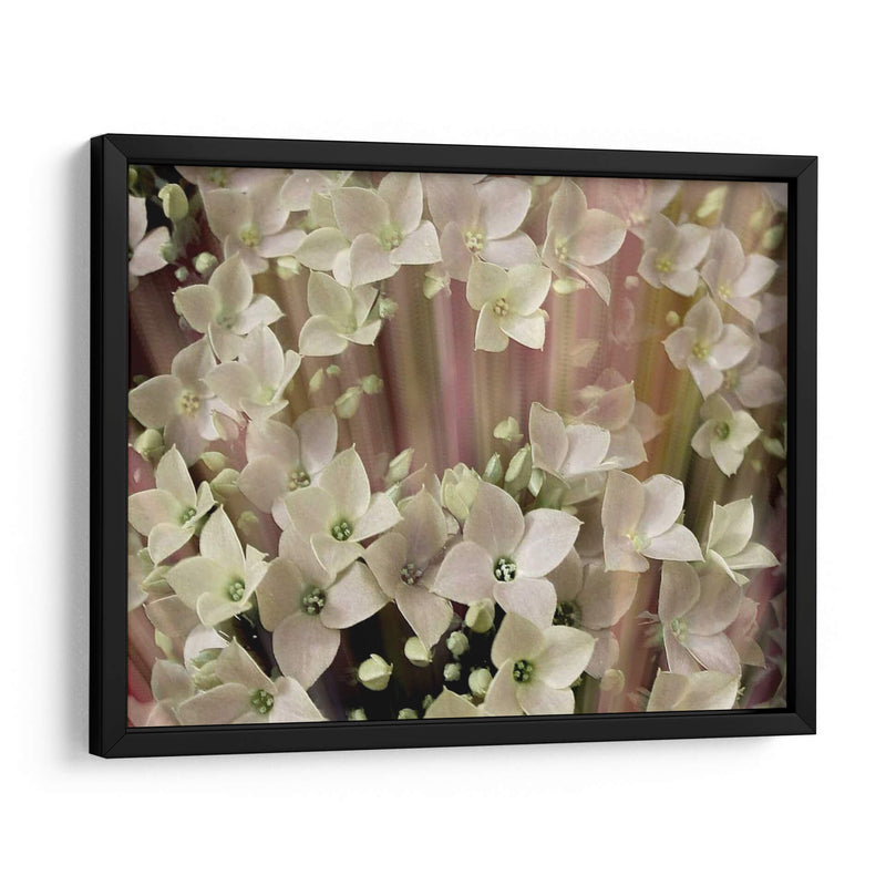 Floral Suave I - Danielle Harrington | Cuadro decorativo de Canvas Lab