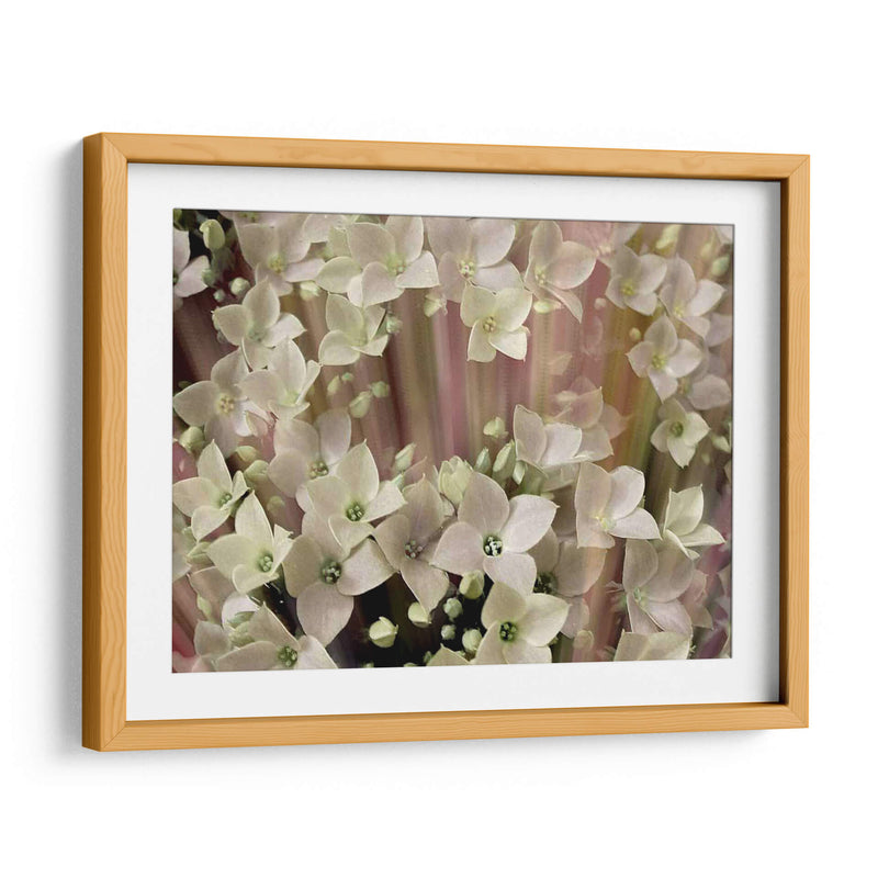 Floral Suave I - Danielle Harrington | Cuadro decorativo de Canvas Lab