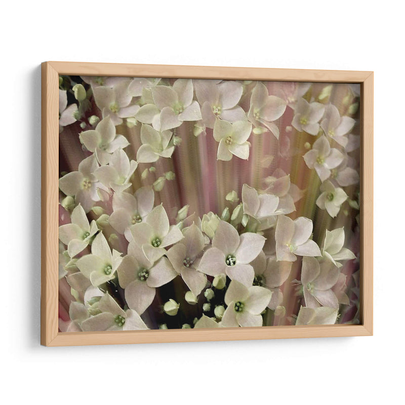 Floral Suave I - Danielle Harrington | Cuadro decorativo de Canvas Lab