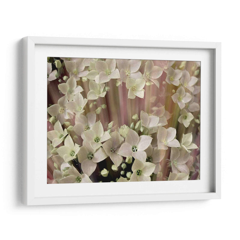 Floral Suave I - Danielle Harrington | Cuadro decorativo de Canvas Lab