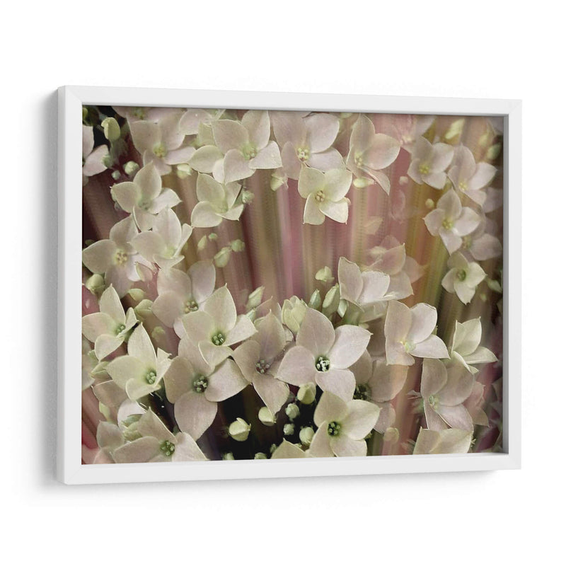 Floral Suave I - Danielle Harrington | Cuadro decorativo de Canvas Lab