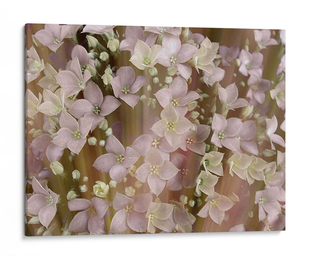 Floral Suave Ii - Danielle Harrington | Cuadro decorativo de Canvas Lab
