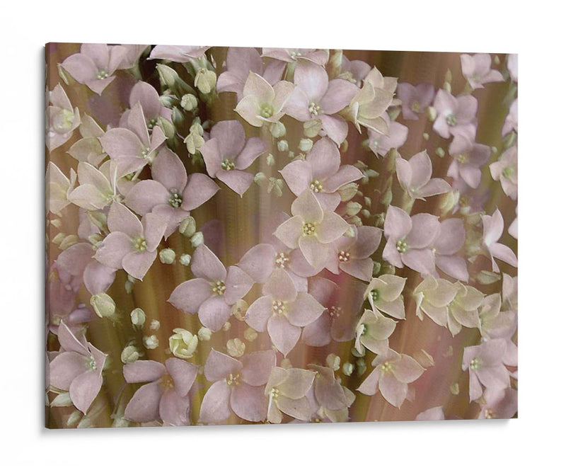 Floral Suave Ii - Danielle Harrington | Cuadro decorativo de Canvas Lab