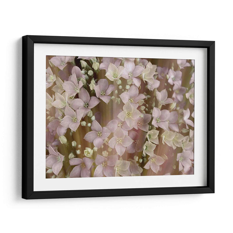 Floral Suave Ii - Danielle Harrington | Cuadro decorativo de Canvas Lab