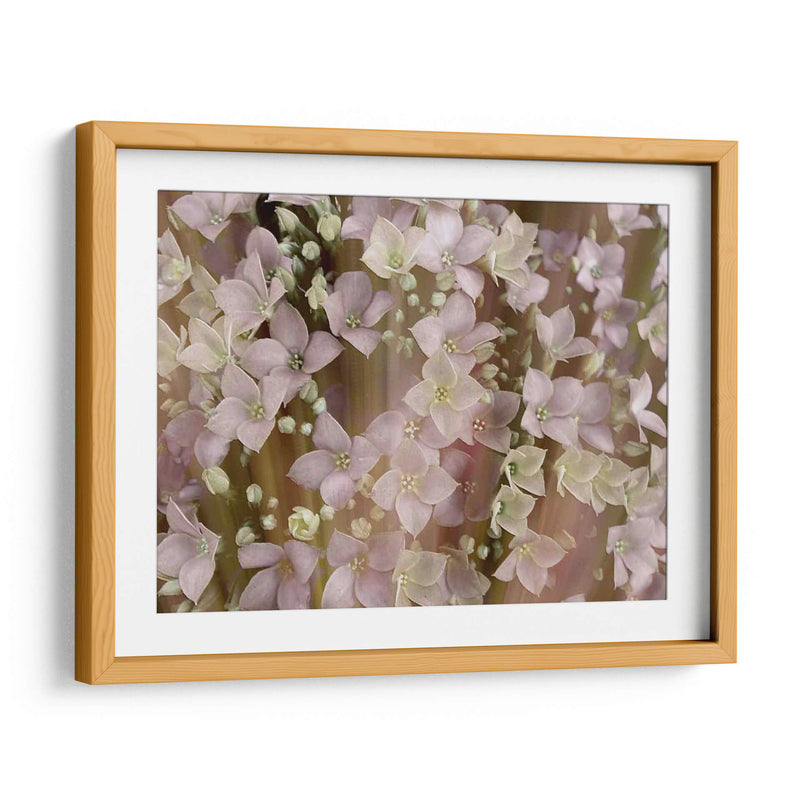 Floral Suave Ii - Danielle Harrington | Cuadro decorativo de Canvas Lab