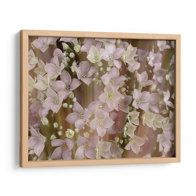 Floral Suave Ii - Danielle Harrington | Cuadro decorativo de Canvas Lab