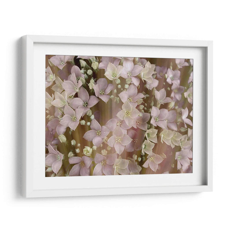 Floral Suave Ii - Danielle Harrington | Cuadro decorativo de Canvas Lab