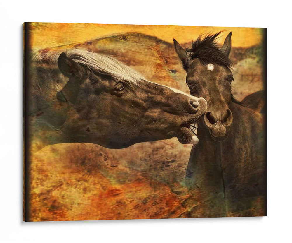 Besos De Caballos I - David Drost | Cuadro decorativo de Canvas Lab