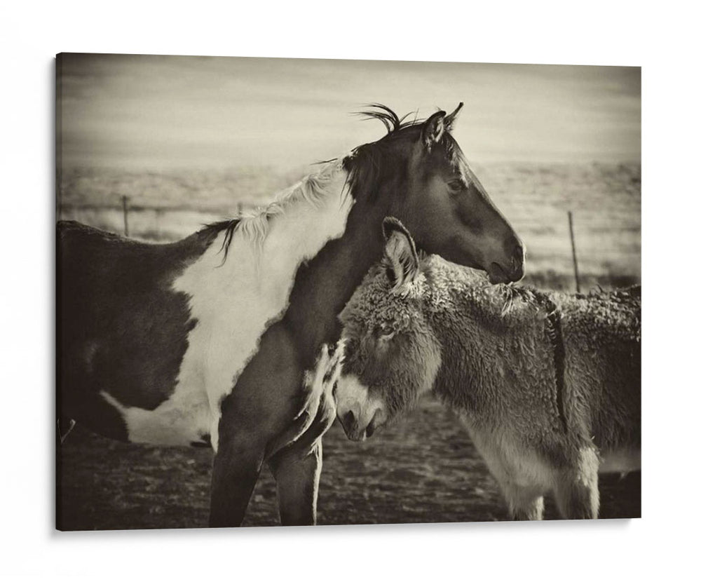 Besos De Caballos Ii - David Drost | Cuadro decorativo de Canvas Lab