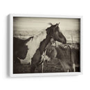 Besos De Caballos Ii - David Drost | Cuadro decorativo de Canvas Lab