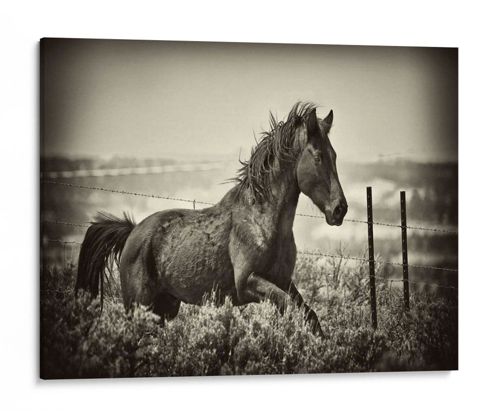 Caballo Corriendo - David Drost | Cuadro decorativo de Canvas Lab