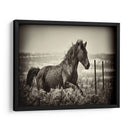 Caballo Corriendo - David Drost | Cuadro decorativo de Canvas Lab