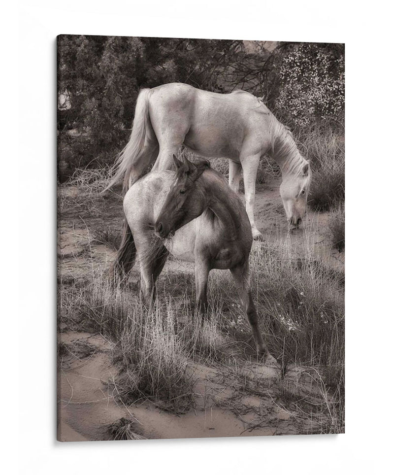 Caballos De Playa Ii - David Drost | Cuadro decorativo de Canvas Lab