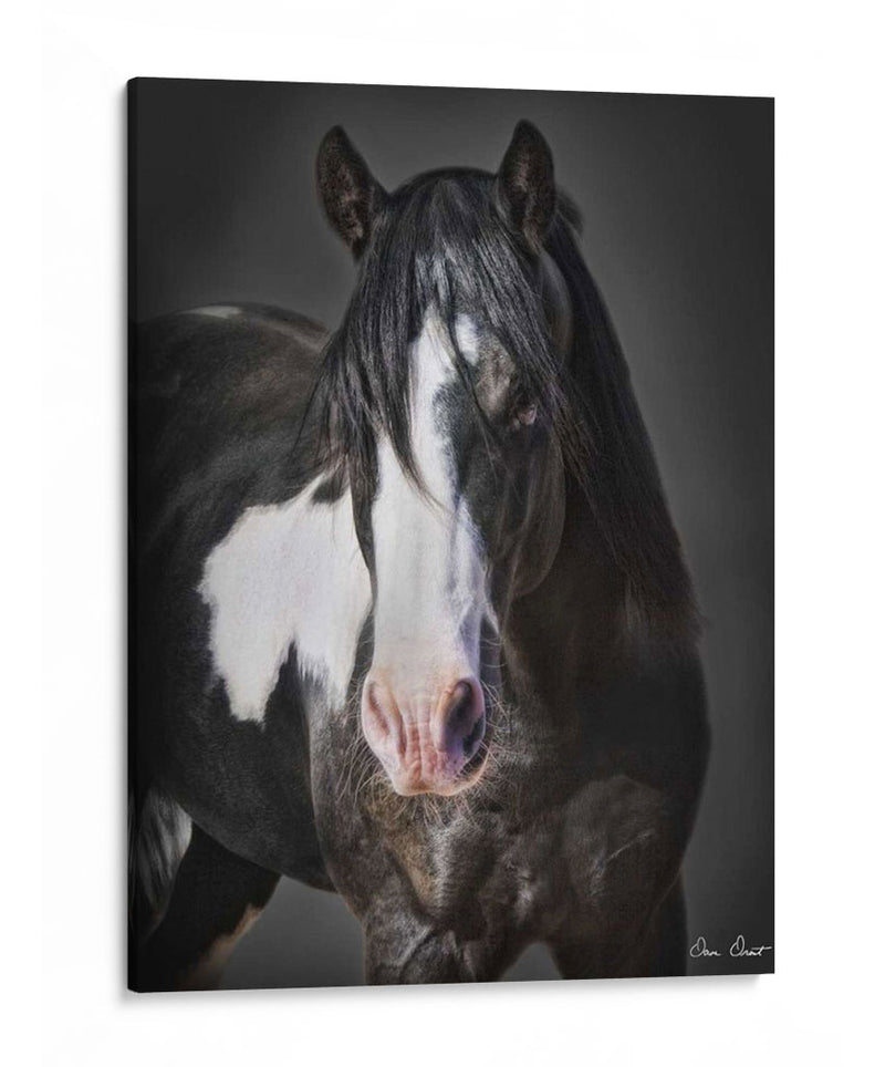 Caballo Retrato Ii - David Drost | Cuadro decorativo de Canvas Lab