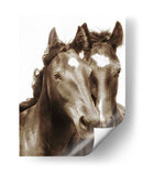 Caballo Retrato Iii - David Drost | Cuadro decorativo de Canvas Lab