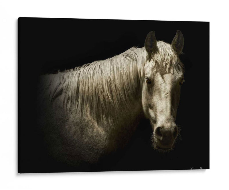 Retrato De Caballo Vi - David Drost | Cuadro decorativo de Canvas Lab