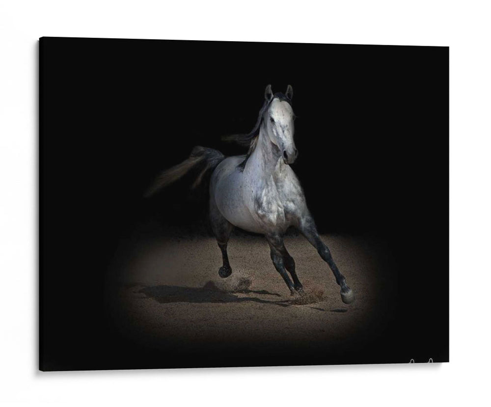Caballo Retrato Ix - David Drost | Cuadro decorativo de Canvas Lab